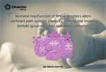 Emilio J. Galvan - Neonatal hypofunction of NMDA receptors alters perforant path synaptic plasticity, filtering and impairs dentate gyrus-mediated spatial discrimination
