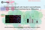 Mónica Díaz Coránguez - Disheveled-1 Interacts with Claudin-5 and Contributes to Norrin-Induced Endothelial Barrier Restoration