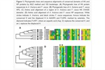 The Role of Cytokinins during the Development of Strawberry Flowers and Receptacles