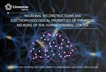 Luisa Rocha y el Emilio Galván - NEURONAL RECONSTRUCTIONS AND ELECTROPHYSIOLOGICAL PROPERTIES OF PYRAMIDAL NEURONS OF THE HUMAN CEREBRAL CORTEX.