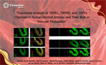 Carlos Villalon- Functional Analysis of TRPA1, TRPM3, and TRPV1 Channels in Human Dermal Arteries and Their Role in Vascular Modulation