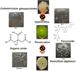Delaying Rot Emergence in Persian Lime (Citrus×latifolia) Through Antifungal Hybrid Films Containing Litsea glaucescens Essential Oil