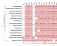Conservation of the Pal/Rim Pathway in Ustilaginomycetes