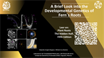 A Brief Look into the Developmental Genetics of Fern´s Roots