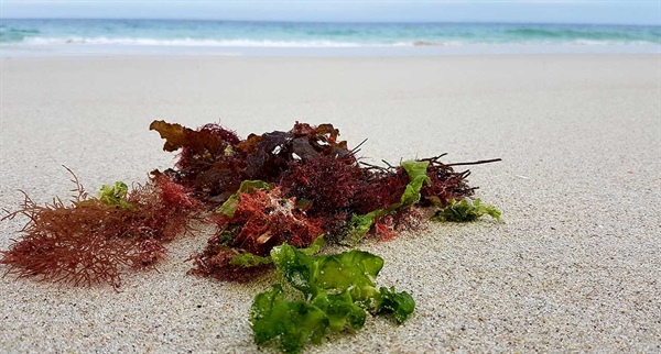 Microorganismos asociados a macroalgas marinas: una comunidad invisible