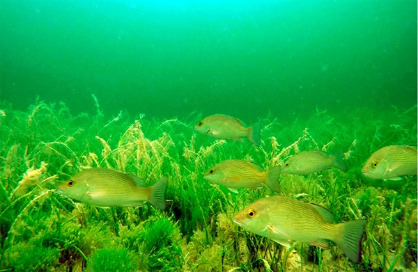 Praderas de pastos marinos: Guardianes costeros bajo amenaza