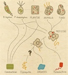 El nitroplasto: un nuevo tipo de organelo celular que fija Nitrógeno