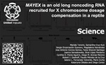 MAYEX is an old long noncoding RNA recruited for X chromosome dosage compensation in a reptile