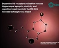 Emilio Javier Galván Espinosa - Dopamine D1 receptors activation rescues hippocampal synaptic plasticity and cognitive impairments in the MK-801 neonatal schizophrenia model