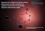 Emilio Javier Galván Espinosa - Dopamine D1 receptors activation rescues hippocampal synaptic plasticity and cognitive impairments in the MK-801 neonatal schizophrenia model
