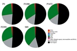 Comparative Genomic Analyses of Colletotrichum lindemuthianum Pathotypes with Different Virulence Levels and Lifestyles
