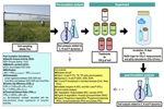 Control of inorganic and organic phosphorus molecules on microbial activity, and the stoichiometry of nutrient cycling in soils in an arid, agricultural ecosystem