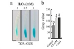 Hydrogen peroxide modulates the expression of the target of rapamycin (TOR) and cell division in Arabidopsis thaliana