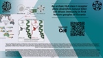 An archaic HLA class I receptor allele diversifies natural killer cell-driven immunity in First Nations peoples of Oceania