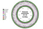 Whole genome sequencing data of Klebsiella pneumoniae Ch1-39 isolated from chili powder