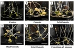 Analysis of Stress Response Genes in Microtuberization of Potato Solanum tuberosum L.: Contributions to Osmotic and Combined Abiotic Stress Tolerance