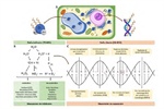 Mutagénesis por radiación gamma para mejora genética de plantas de importancia alimentaria