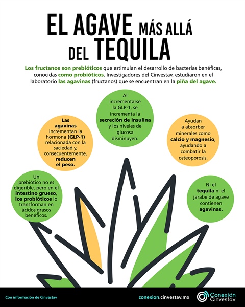 El agave, más allá del tequila