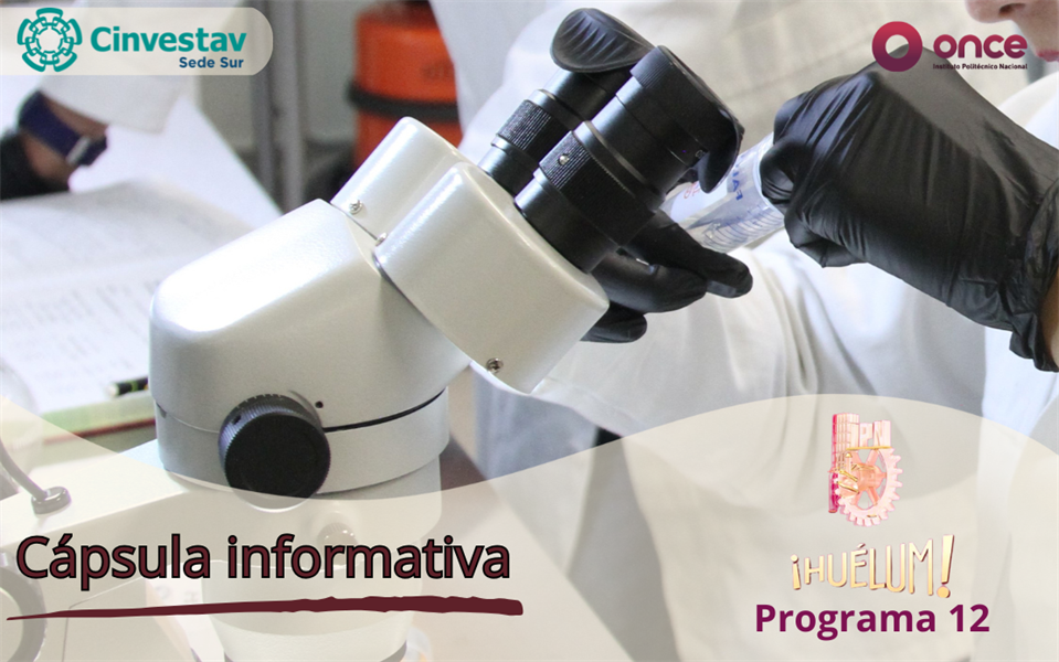 Cápsula informativa