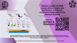 Genetic analysis of APOE reveals distinct origins and distribution of ancestry-enrichment haplotypes in the Mexican Biobank