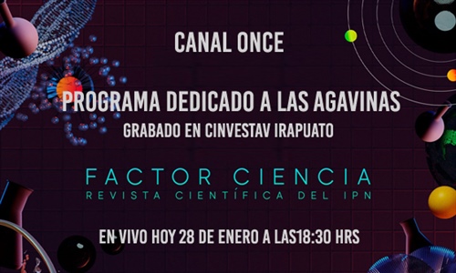 El futuro de los agaves