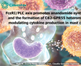Claudia González Espinosa - FcεRI/PLC axis promotes anandamide synthesis and the formation of CB2-GPR55 heteromers, modulating cytokine production in mast cells