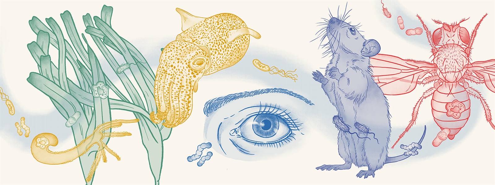 PhD Summer School on Host-Microbe Symbioses 2025