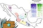 Microbial Communities in Agave Fermentations Vary by Local Biogeographic Regions