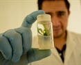 2025 Call for applications for the postgraduate program in  Plant Biotechnology at Cinvestav Irapuato (Master's and Doctorate) for foreigners