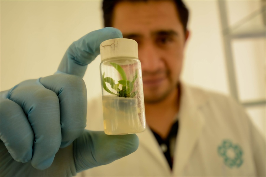 2025 Call for applications for the postgraduate program in  Plant Biotechnology at Cinvestav Irapuato (Master's and Doctorate) for foreigners