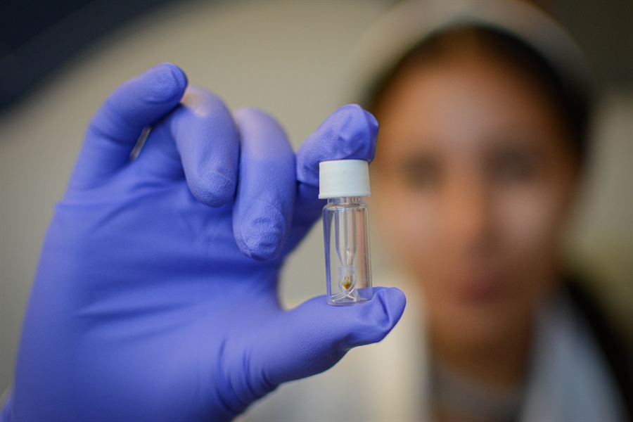 2025 Call for applications for the postgraduate program in Integrative Biology at Cinvestav Irapuato (Master's and Doctorate) for foreigners