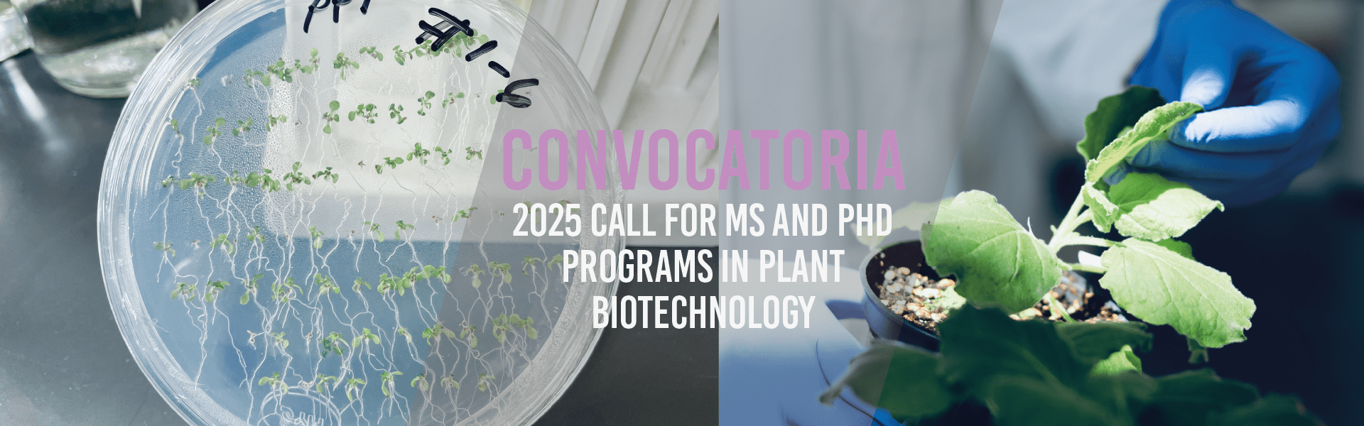 2025 Call for MS and PhD Programs in Plant Biotechnology