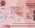 The role of DNA content in shaping chromatin architecture and gene expression