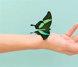 Metamorfosis, el complejo cambio de las formas de vida