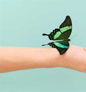 Metamorfosis, el complejo cambio de las formas de vida