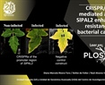 CRISPR/dCas12a-mediated activation of SlPAL2 enhances tomato resistance against bacterial canker disease