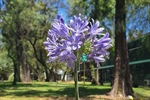 La primavera florece en Cinvestav
