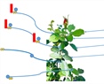 Mixed Plant Viral Infections: Complementation, Interference and Their Effects, a Review