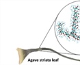 Terahertz spectroscopy and imaging as a tool to unlock physiological and molecular mechanisms for drought resistance of agaves