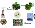 Neopestalotiopsis spp.: A Threat to Strawberry Production and Management