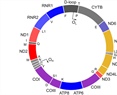 Detection of single nucleotide variants in the mitochondrial genome of healthy mice and humans
