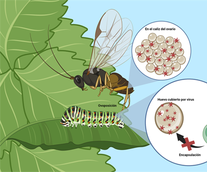 Aliados invisibles: la increíble relación entre parasitoides-polydnavirus