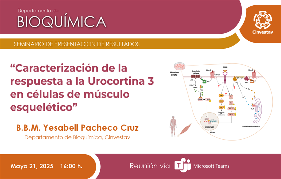 B.B.M. Yesabell Pacheco Cruz