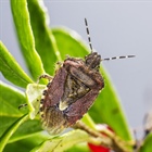 Descubriendo los secretos de la enfermedad de Chagas