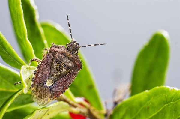 Descubriendo los secretos de la enfermedad de Chagas