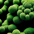 Papel fisiológico de Azotobacter nigricans en la aplicación de un biosólido en suelo agrícola para la producción de maíz