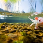 Función del circuito Lin28/let-7 durante la regeneración epimórfica de extremidades en axolotl