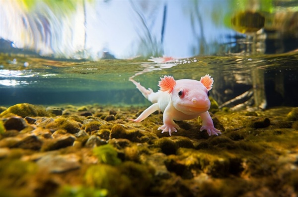 Función del circuito Lin28/let-7 durante la regeneración epimórfica de extremidades en axolotl