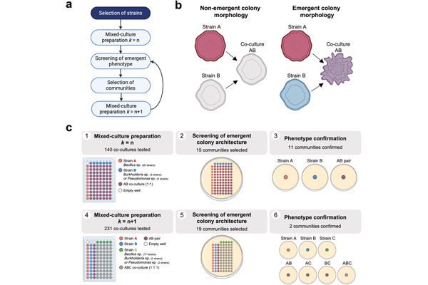 Harnessing emergent properties of microbial consortia for Agriculture: Assembly of the Xilonen SynCom