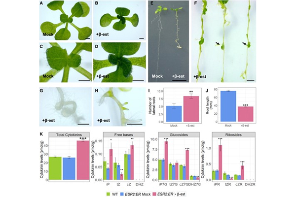 The transcription factor ENHANCER OF SHOOT REGENERATION 2 orchestrates cytokinin dynamics leading to developmental reprograming and green callus formation